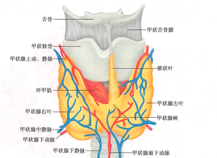 信迪利单抗治疗胃癌致甲状腺免疫相关不良反应